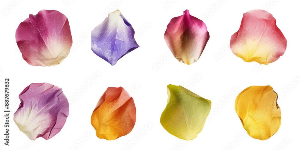 Wall mural a set of colorful rose petals isolated on a white background