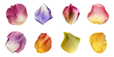 A set of colorful rose petals isolated on a white background