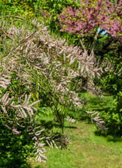 Blooming Tamarix tetrandra or Four Stamen Tamarisk with pink flowers against blurred Eastern Redbud, or Eastern Redbud Cercis canadensis purple spring blossom. Selective focus