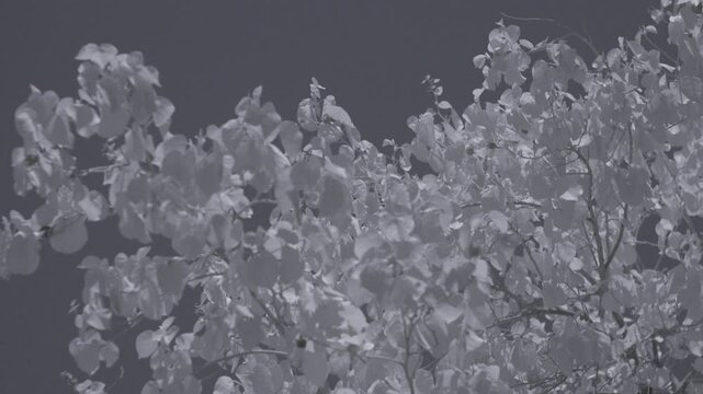 Infrared footage of tree canopy in park in Riffa, Bahrain.