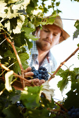 Man, farmer and wine estate with harvesting grapes in vineyard for winemaking, viticulture and...