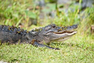 American alligator with pond vegetation on