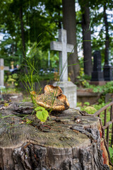 At the Smolensk Cemetery in St. Petersburg, Russia
