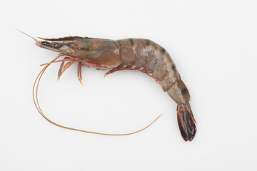  A term that refers to the entire arthropod phylum, Decapod, and Rosacea. The body is covered with...