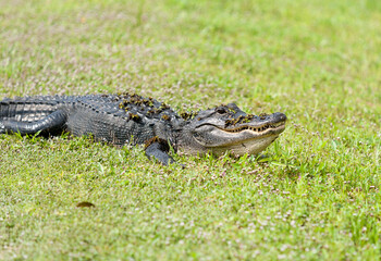 American alligator with pond vegetation on