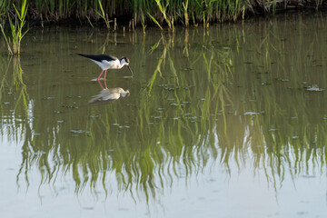 CIGÜEÑUELA COMÚN (Himantopus Himantopus)