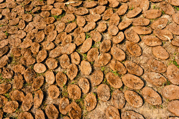 Dry cow dung laying on floor in Indian village, used as natural fuel and fertilizer. Concept of...