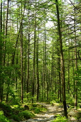 검단산 잣나무 숲 nut pine