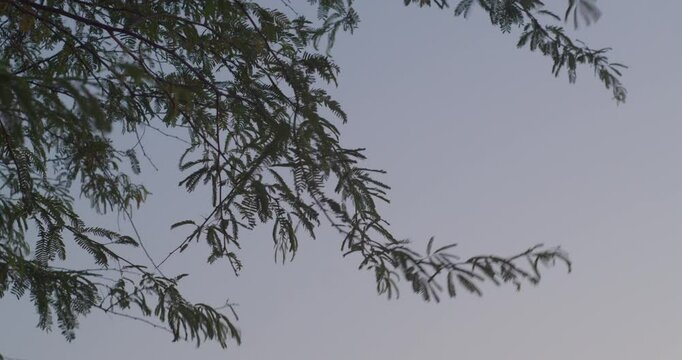 Branch of tree in dusk sky in Riffa