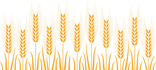 Field with wheat. Isolated wheat on white background