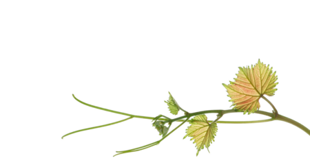 Fresh young vine leaves, grapevine stem isolated on white background, clipping