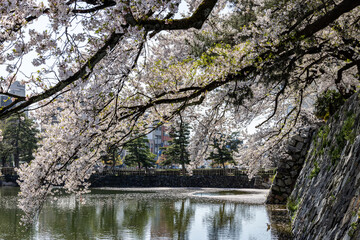富山城と桜