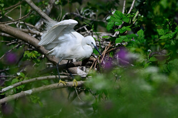 Little egret // Seidenreiher (Egretta garzetta) - Greece