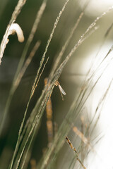 Narrow-winged damselflies tiny insects with beautiful golden hour sunset sunrise grass