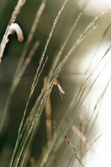 Narrow-winged damselflies tiny insects with beautiful golden hour sunset sunrise grass