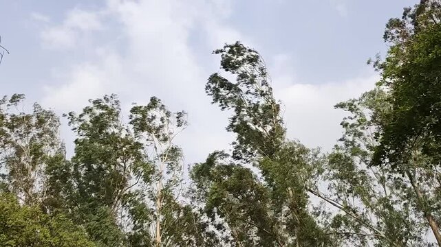 Deciduous trees moving on windy day