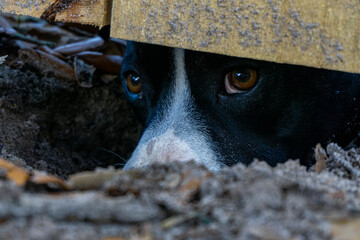 Color photo of a black and white dog looking through a hole under a wood privacy fence with his...
