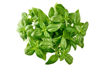 Fresh green Basil leaves, isolated on white background.