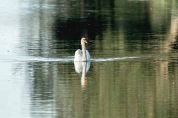 beautiful white swan bird swimming on the water