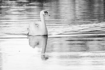 swan, water, swim, animal, bird, majestic, lake, white, nature, wildlife, beautiful, swans, birds,...