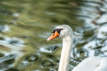 beautiful white swan bird swimming on the water