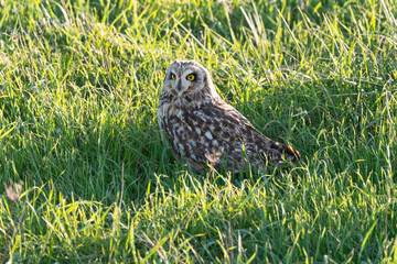 Hibou des marais, Hibou brachyote, Asio flammeus, Short eared Owl, region Pays de Loire; marais Breton; 85, Vendée, Loire Atlantique, France