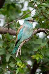 Rollier d'Europe,. Coracias garrulus, European Roller