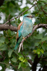 Rollier d'Europe,. Coracias garrulus, European Roller