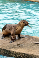 魚を食べるカリフォルニアアシカの子ども