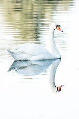 beautiful white swan bird swimming on the water