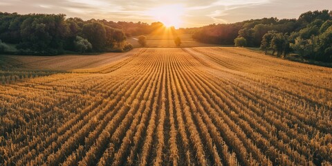 Fototapeta premium Aerial View of Harvested Field at Sunset