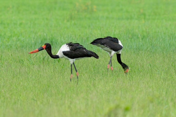 Jabiru d'Afrique.Ephippiorhynchus senegalensis, Saddle billed Stork, Afrique du Sud