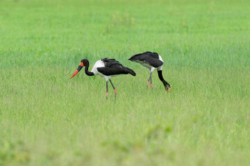 Jabiru d'Afrique.Ephippiorhynchus senegalensis, Saddle billed Stork, Afrique du Sud