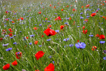 Obraz premium Mohnblumen (Papaver rhoeas) und Kornblumen (Centaurea cyanus) Wiese im Frühling 