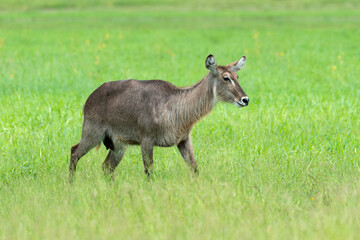 Cobe à croissant , Waterbuck,  Kobus ellipsiprymnus, Parc national du Kruger, Afrique du Sud