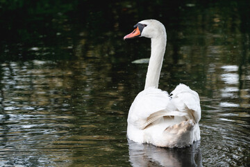 beautiful white swan bird swimming on the water