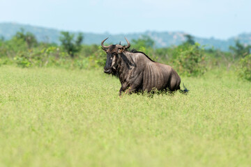 Gnou &agrave; queue noire, Connochaetes taurinus, Parc national Kruger, Afrique du Sud