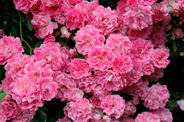 Rosenbusch mit vielen Blüten