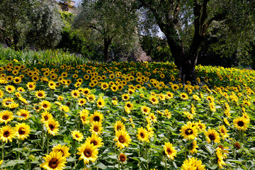 Sonnenblume (Helianthus annuus) Gewöhnliche Sonnenblume, Blumenfeld unter Olivenbäumen 