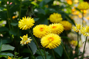 Gelbe Strohblumen (Xerochrysum bracteatum) im Garten 