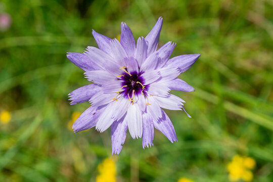 Cupidone, Catananche, Cigaline, Catananche caerulea