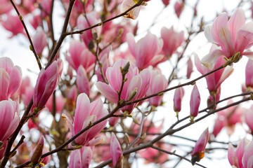 Tulpen-Magnolie (Magnolia × soulangeana) Zierbaum im Garten mit vielen Blüten 