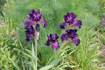 Schwertlilien oder Iris (Iridaceae) Zierpflanze © Aggi Schmid