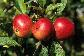 Malus communis 'Reine des reinettes' , Pommier