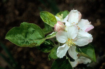 Malus pumila 'Transparente de Croncels'', Pommier