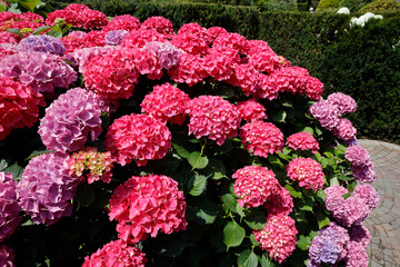 Hortensien (Hydrangea) mit vielen Blüten im Garten 