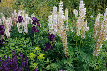  Lupinen (Lupinus) im Blumenbeet 