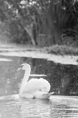 beautiful white swan bird swimming on the water