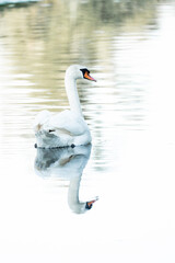 beautiful white swan bird swimming on the water