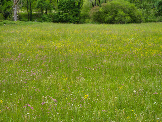 Obraz premium A deserted field of wild grasses and flowers in the Loire Valley in France. Taken on a sunny day in spring.